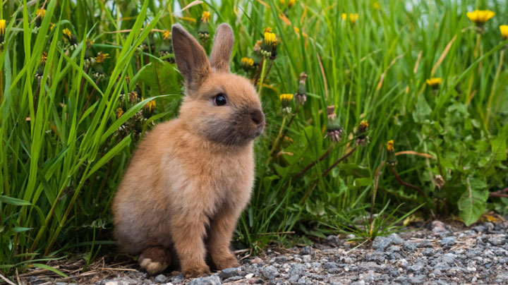 bunny_grass